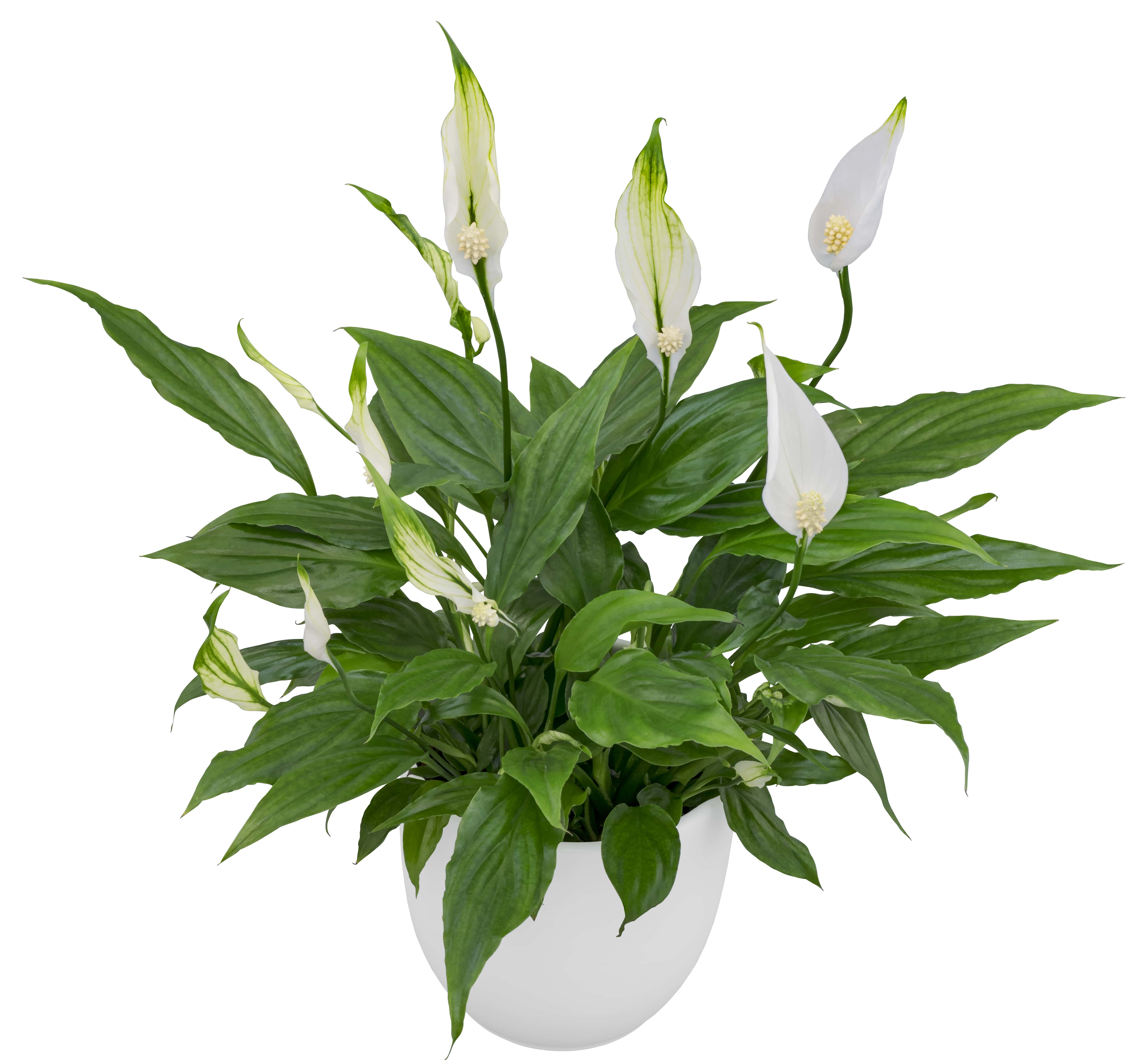 Spathiphyllum, la fleur de lune - Tahiti Heritage